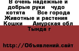 В очень надежные и добрые руки - чудо - котята!!! - Все города Животные и растения » Кошки   . Амурская обл.,Тында г.